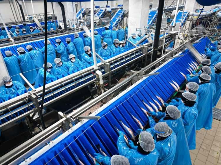 <p>&Ouml;zellikle Rusya, Japonya, Vietnam, Kanada ve Avrupa pazarlarında talep g&ouml;ren T&uuml;rk somonu, ge&ccedil;en yıl yaklaşık 520 milyon dolarlık ihracat geliriyle sekt&ouml;r&uuml;n <strong>"parlayan yıldızı"</strong> olarak &ouml;ne &ccedil;ıktı.</p>

