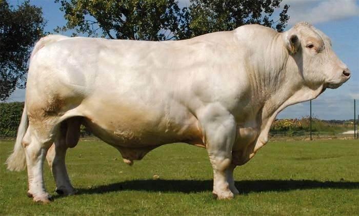 <p><strong><span style="color:#B22222">10)&nbsp; CHAROLAIS&nbsp;</span> |&nbsp; FRANSA</strong></p>
