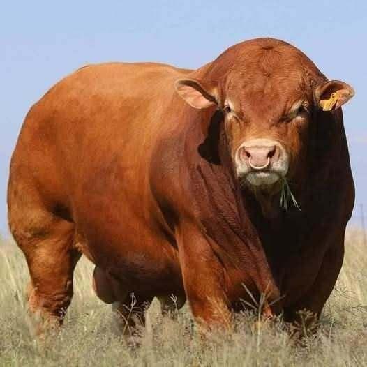 <p><strong><span style="color:#B22222">8)&nbsp; LIMOUSIN&nbsp;</span> |&nbsp; FRANSA</strong></p>
