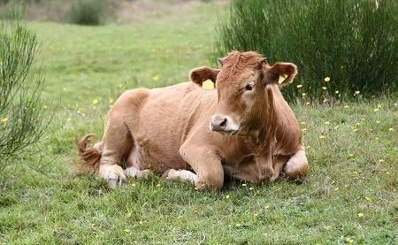 <p><strong><span style="color:#B22222">4)&nbsp; GLAN CATTLE</span>&nbsp; |&nbsp; ALMANYA</strong></p>
