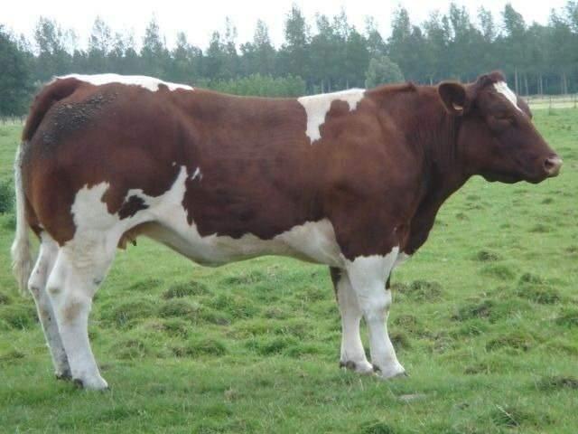 <p><strong>1.400 KG</strong></p>
