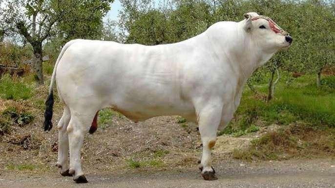<p><strong>2 METRE BOYUNDA</strong></p>

<p>&nbsp;</p>

<p>İtalya'nın Toskana b&ouml;lgesinden gelen Chianina, 2 metre y&uuml;ksekliğe ve 1.700 kg'ı aşan ağırlığa ulaşarak d&uuml;nyanın en b&uuml;y&uuml;k sığır ırkı olma &ouml;zelliğini taşımaktadır. Sığır eti &uuml;retimiyle tanınan bu ırk, aynı zamanda &ccedil;eki sığırı olarak da pop&uuml;lerdir. Sıcak iklimlere dayanıklılığı ve parazit direnci ile en eski ve en sağlam ırklardan biri olmaya devam etmektedir.</p>
