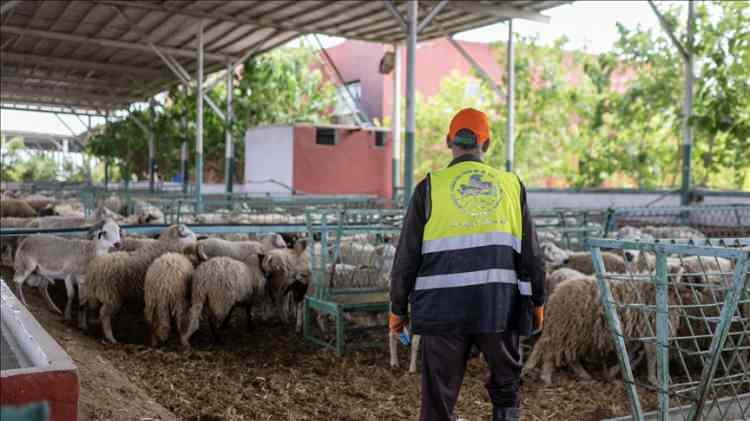 <p>Kral 6. Muhammed: Kurban halk adına sembolik olarak kesilecek</p>

<p>Fas Kralı 6. Muhammed, Kurban Bayramı'na ilişkin şubat ayında yaptığı a&ccedil;ıklamada, &uuml;lkede iklim değişikliği kaynaklı kuraklık ve ekonomik zorlukların etkili olduğunu vurgulamıştı.</p>

<p>Kral Muhammed, hayvan varlığında ciddi azalmaların yaşandığına dikkati &ccedil;ekerek, kurban kesmenin İslam'da g&uuml;&ccedil;l&uuml; bir s&uuml;nnet olduğunu ancak mevcut zorluklar nedeniyle bu ibadetin dar gelirli kesimler i&ccedil;in ağır bir y&uuml;k haline gelebileceğini ifade etmişti.</p>

<p>Fas Kralı, dini sorumlulukların kolaylaştırılması y&ouml;n&uuml;ndeki g&ouml;revleri &ccedil;er&ccedil;evesinde, bu yıl halka kurban kesmekten feragat etmeleri &ccedil;ağrısında bulunarak, bu ibadeti sembolik olarak Fas halkı adına kendisinin yerine getireceğini bildirmişti.</p>

<p>&Uuml;lkede 1963, 1981 ve 1996 yıllarında da halktan kurban kesmekten feragat etmeleri istenmişti.<br />
<br />
(2026 yılı i&ccedil;in b&ouml;yle bir bilgi verilmemiştir)</p>
