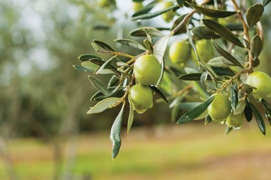 <p>Ceviz ve zeytin bah&ccedil;eleri uzun vadeli yatırım olarak g&ouml;r&uuml;l&uuml;yor. Ceviz &uuml;retimi son yıllarda yatırımcıların g&ouml;zdesi oldu. Modern ceviz bah&ccedil;eleri onlarca yıl &uuml;r&uuml;n verebilirken, artan kuruyemiş fiyatları &uuml;reticinin kazancını artırıyor.</p>
