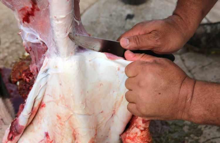 <p>KURBAN KESİMİNDE KONTROLS&Uuml;Z G&Uuml;CE DİKKAT</p>
