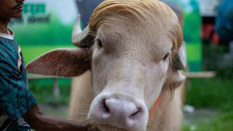 <p>Bangladeş&rsquo;te sarı sa&ccedil;ları nedeniyle ABD Başkanı Donald Trump&rsquo;a benzetilen albino bufalo sosyal medyada fenomen olmuştu.&nbsp;</p>
