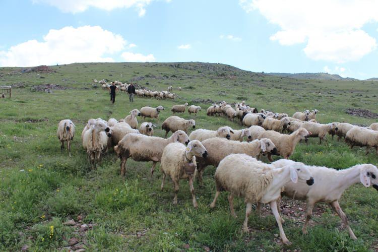 <p>Hasandağı eteklerinde b&uuml;y&uuml;k bir s&uuml;r&uuml; sahibi olan Demir, yaptığı a&ccedil;ıklamada şunları s&ouml;yledi:&nbsp;</p>

<p>&nbsp;</p>

<p>&nbsp;</p>
