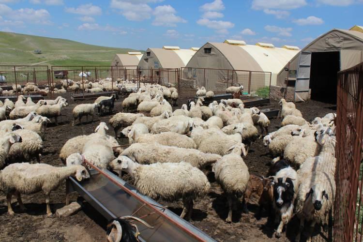 <p>Bu yıl hayvanların s&uuml;t&uuml; &ccedil;ok olduğu belirten Demir, konuşmasına ş&ouml;yle devam etti:&nbsp;</p>
