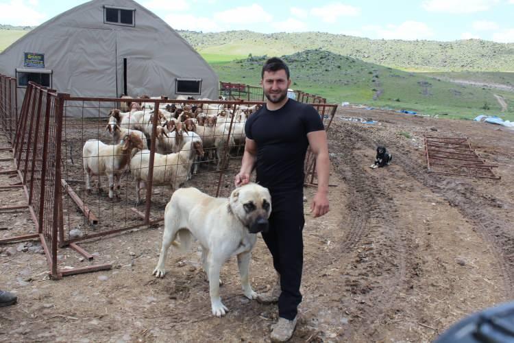 <p><strong><em>Ben 15 yaşında başlamıştım. G&uuml;nl&uuml;k 200-250 litre s&uuml;t&uuml;m&uuml;z oluyor. Bu yıl Sarıbaş s&uuml;t koyunu getirdik. Onda bir koyundan 1,5 kiloya kadar s&uuml;t verimi alıyoruz.&rdquo;&nbsp;</em></strong></p>

