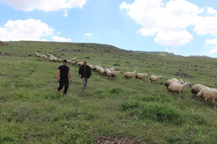 <p>"YAĞIŞLAR OTLAKLARI OLUMLU ETKİLEDİ"</p>

<p>&nbsp;</p>

<p><strong><em>"Her yıl hayvanlar 8-10 kilometre giderken a&ccedil;ığa yaylım i&ccedil;in &ccedil;ıkıyordu. Bu yıl 2 kilometreyi ge&ccedil;medi. Kışa kadar da bu şekilde devam edecek. Bu yıl hayvanlar uzaklara gitmiyor. Yağışların bolluğu, mera alanlarını olumlu etkiledi.&nbsp;</em></strong></p>
