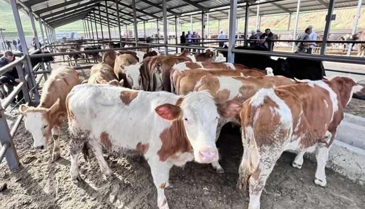 <div>T&uuml;rk deri sanayisinin ileri teknoloji yatırımlarıyla kolajen ve jelatin &uuml;retiminde de &ouml;ne &ccedil;ıktığını vurgulayan &Ccedil;ağlar, şunları s&ouml;yledi:</div>
