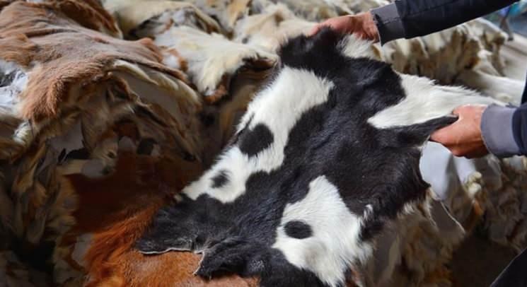 <p>Kurban Bayramı'nda yaklaşık 1 milyon b&uuml;y&uuml;kbaş, 2-2,5 milyon k&uuml;&ccedil;&uuml;kbaş hayvan kesimi &ouml;ng&ouml;r&uuml;ld&uuml;ğ&uuml;ne işaret eden &Ccedil;ağlar, kurban derilerinin ayakkabı, &ccedil;anta, c&uuml;zdan, kemer ve d&ouml;şemelik &uuml;r&uuml;nlerin yanı sıra son yıllarda sağlık ve gıda sekt&ouml;rlerinin &ouml;nemli ham maddesi olan protein haline geldiğini anlattı.&nbsp;</p>

<p>&nbsp;</p>
