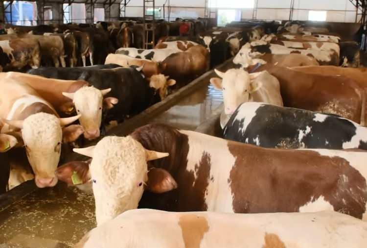 <p>SAKIN ATMAYIN: MİLLİ SERVET</p>

<div>
<div>Kurban derisinin milli servet olduğunu ifade eden &Ccedil;ağlar, T&uuml;rkiye'de yıl boyu yapılan kesimin yaklaşık 25'inin bayram s&uuml;recinde ger&ccedil;ekleşeceğini belirtti.</div>

<div>&nbsp;</div>
</div>
