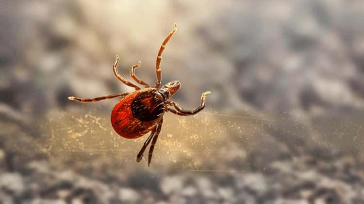 <p><strong>Karake&ccedil;illi, doğadaki kene sayısının fazla olması, KKKA vir&uuml;s&uuml;n&uuml;n yayılma riskini de doğrudan arttırdığını ifade etti.</strong></p>

