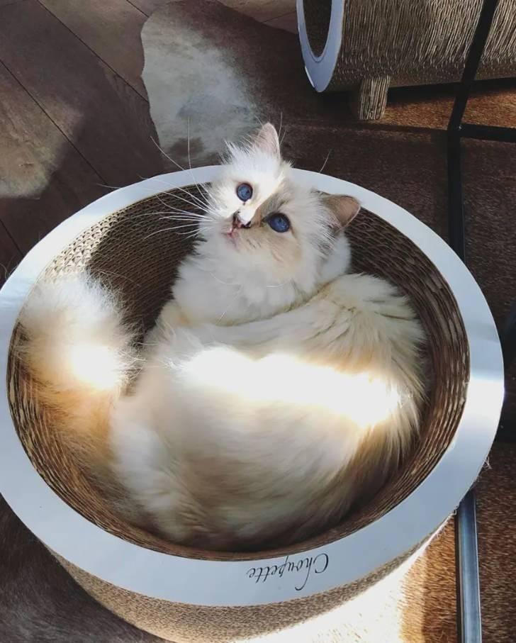 <div>Choupette'e bakmanın ne anlama geldiğinden bahseden Ca&ccedil;ote, "Bildiğim tek şey Choupette'in evde mutlu olduğu ve asıl &ouml;nemli olanın bu olduğu" dedi.&nbsp;</div>
