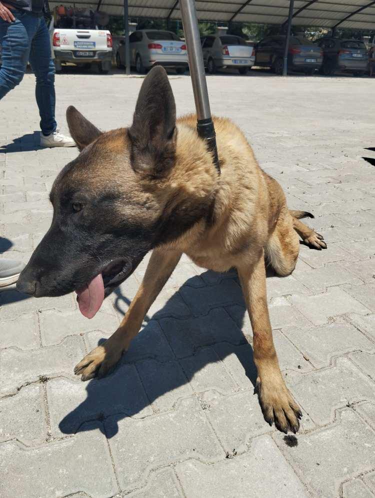 <div>BAKIM MERKEZİNE G&Ouml;T&Uuml;R&Uuml;LD&Uuml;</div>

<div>&nbsp;</div>

<div>K&ouml;pek ise belediye ekipleri tarafından hayvan bakım merkezine g&ouml;t&uuml;r&uuml;ld&uuml;.</div>

