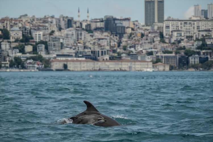 <p>Uzmanlar botla sabah saatlerinde Heybeliada a&ccedil;ıklarından Bostancı'ya, oradan da İstanbul Boğazı'na ilerleyerek yunus s&uuml;r&uuml;lerini g&ouml;zlemledi.</p>
