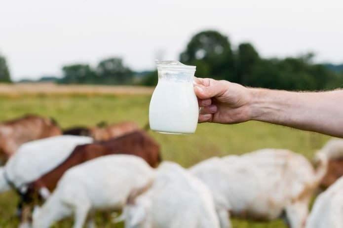 <p>Ke&ccedil;i s&uuml;t&uuml; gibi sindirim sistemi hassasiyeti yaşayan kişiler arasında da sık&ccedil;a tercih edilen ke&ccedil;i s&uuml;t&uuml; i&ccedil;erisindeki vitamin ve mineraller ile sağlıklı bir beslenme planına da katkı sağlıyor.</p>
