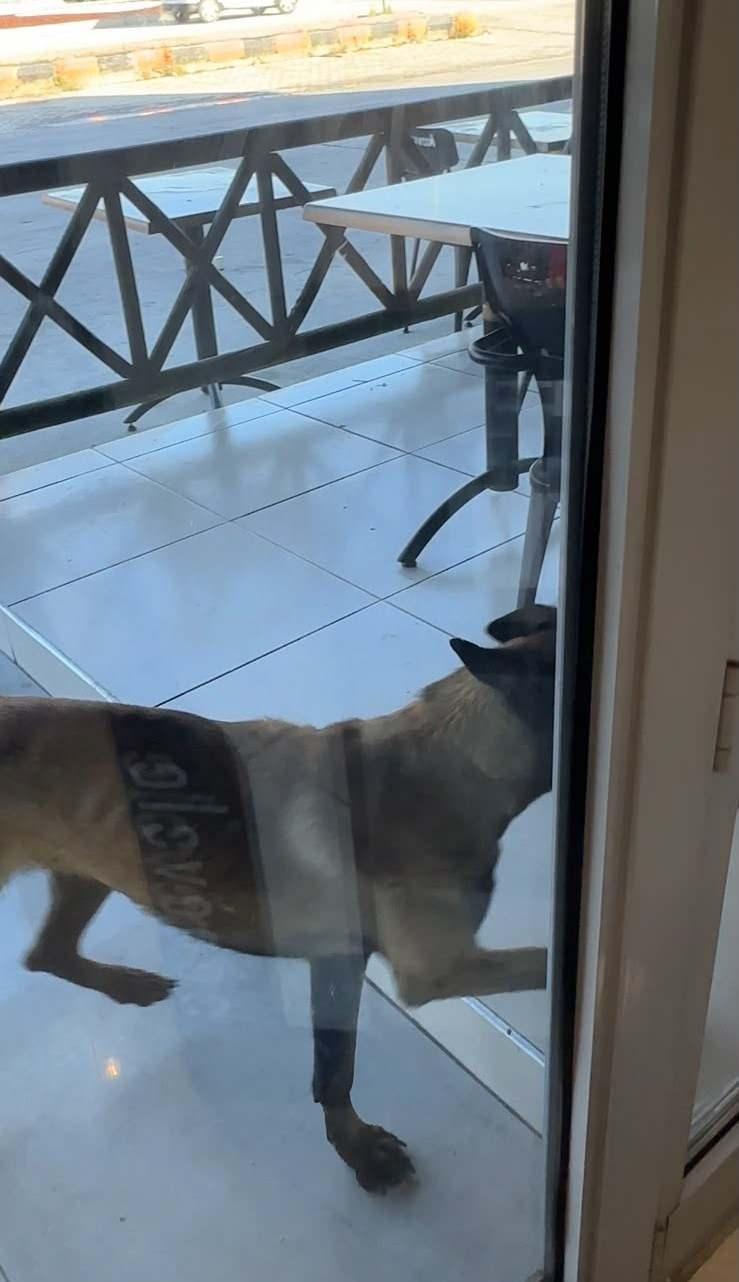 <p>K&ouml;peğe yapılan ardı ardına darbelerden faydalanıp kolunu kurtarmayı başaran kadın ve etrafındakiler, can havliyle tesise girmeyi başardı.</p>
