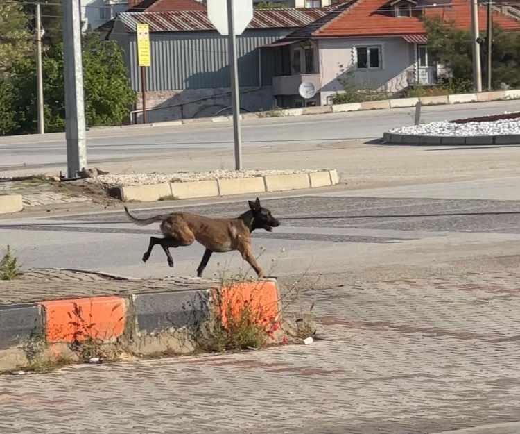 <p><span style="color:#A52A2A"><strong>"K&Ouml;PEK OLDUK&Ccedil;A SALDIRGANDI"</strong></span></p>

<p>&nbsp;</p>

<p>Yardım &ccedil;ığlıklarını duyar duymaz dışarı &ccedil;ıkarak saldırıya m&uuml;dahale ettiğini belirten Atilla &Ouml;zer, ş&ouml;yle anlattı:&nbsp;</p>

<p>&nbsp;</p>

<p><strong><em>"İşletmede oturup yemek yediğimiz sırada dışarıdan i&ccedil;eriye koşan bir &ccedil;ocuk, dışarıda annesinin bir k&ouml;peğin saldırısına uğradığını s&ouml;yledi. Dışarı baktığımda bir kadının k&ouml;peğin saldırısına uğradığını g&ouml;rd&uuml;m. Hi&ccedil; d&uuml;ş&uuml;nmeden dışarı koştum. O an aklımda hi&ccedil;bir şey yoktu, tek d&uuml;ş&uuml;ncem kadını kurtarmaktı. </em></strong></p>

<p>&nbsp;</p>

<p><strong><em>Elime ge&ccedil;en sandalyelerle ve tekme atarak k&ouml;peği uzaklaştırmaya, kadını yaralamasına engel olmaya &ccedil;alıştım. <span style="color:#A52A2A">Ancak k&ouml;pek olduk&ccedil;a saldırgandı ve m&uuml;dahale ettik&ccedil;e saldırısını s&uuml;rd&uuml;r&uuml;yordu.</span> </em></strong></p>

<p>&nbsp;</p>

<p><strong><em>Benim ve diğer bir kişinin t&uuml;m &ccedil;abalarına rağmen kadının kolunu ve bacağını ısırmıştı. K&ouml;peğe vurmaya devam ederken, kadını i&ccedil;eriye almayı başardık. Kadının durumu ağırdı ve kolunda derin bir yara vardı. </em></strong></p>

<p>&nbsp;</p>

<p><strong><em>112 Acil &Ccedil;ağrı Merkezinden yardım istedik ama k&ouml;pek gelen sağlık g&ouml;revlilerinin tesise yaklaşmasına izin vermiyordu. </em></strong></p>

<p>&nbsp;</p>

<p><strong><em>Yardımı gelen vatandaşların desteğiyle, k&ouml;peği tutmayı başarınca, sağlık ekipleri yaralıya m&uuml;dahale etti. Eğer o g&uuml;n orada olmasaydık, kadın belki bug&uuml;n aramızda olmayabilirdi."&nbsp;</em></strong></p>

<p>&nbsp;</p>

<p><strong><em>KAYNAK: İHA&nbsp;</em></strong></p>
