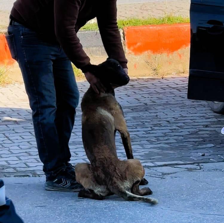 <p>İhbar &uuml;zerine olay yerine gelen sağlık ekiplerinin de tesise girmesine izin vermeyen ve halen i&ccedil;eriye girerek kadına zarar vermeye &ccedil;alışan k&ouml;pek, yardıma gelen vatandaşların desteğiyle kontrol altına alındı.</p>

<p>&nbsp;</p>

<p>Sağlık ekipleri tarafından ilk m&uuml;dahalesi yapılan kadın, ambulansla hastaneye kaldırıldı.</p>
