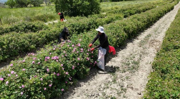 <p>D&uuml;nyanın en kaliteli yağlık g&uuml;l &uuml;retim merkezlerinden biri olan Isparta'da g&uuml;l hasadı devam ediyor.&nbsp; &nbsp;</p>

<p>&nbsp;</p>

<p>D&uuml;nya genelindeki g&uuml;l &ccedil;i&ccedil;eği ve g&uuml;l yağı &uuml;retiminin yaklaşık y&uuml;zde 65'ini karşılayan kentte, sabahın erken saatlerinde toplanan g&uuml;ller aynı g&uuml;n i&ccedil;erisinde fabrikalara ulaştırılarak işleniyor.&nbsp;</p>

<p>&nbsp;</p>

<p>Olduk&ccedil;a hassas bir &uuml;r&uuml;n olan yağlık g&uuml;ller, bekletilmeden işleme alınırken, g&uuml;l yağının elde edilme s&uuml;reci ise b&uuml;y&uuml;k emek gerektiriyor.&nbsp;</p>
