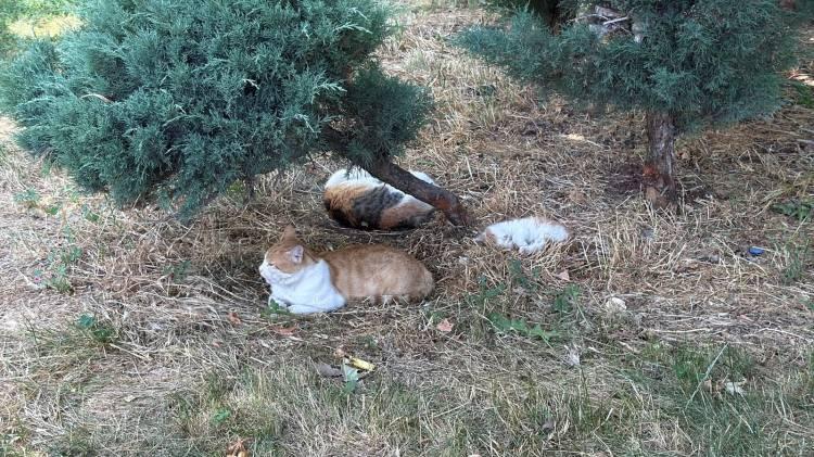 <p>Y&uuml;ksek sıcaklıklar yalnızca insanları değil hayvanları da etkiledi.</p>

<p>&nbsp;</p>

<p>Kent merkezindeki bir&ccedil;ok hayvanın g&ouml;lgelik alanlara sığındığı ve su kaynaklarının &ccedil;evresinde toplandığı g&ouml;r&uuml;ld&uuml;.</p>
