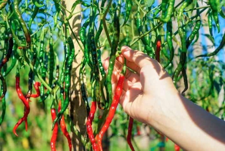<p>Scoville &ouml;l&ccedil;eği, aslında ağrı kesici bir kremi geliştirirken ortaya &ccedil;ıktı. Kremde kullanılan ana maddelerden biri, biberlere acılığını veren kapsaisindi. Şirket, farklı biberlerdeki kapsaisin oranını doğru şekilde &ouml;l&ccedil;mek istiyordu.&nbsp;</p>

<p>&nbsp;</p>
