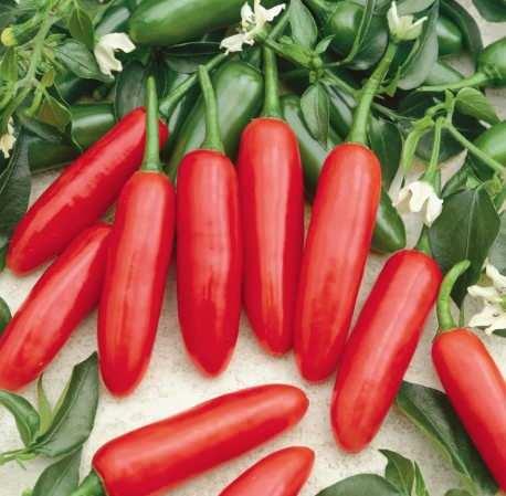 <p>9. SERRANO BİBERİ</p>

<p>SHU: 10.000&ndash;25.000</p>

<p>&nbsp;</p>

