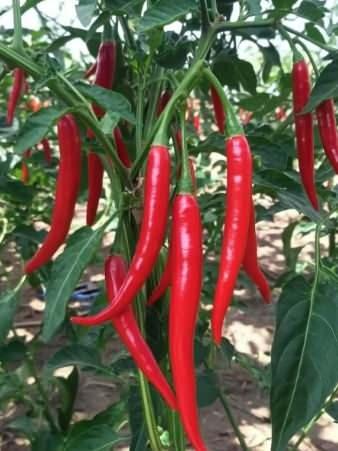 <p>8. CAYENNE BİBERİ</p>

<p>SHU: 30.000&ndash;50.000</p>

<p>&nbsp;</p>
