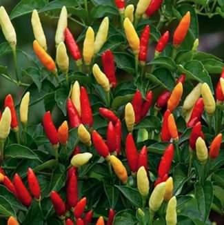 <p>7. TABASCO BİBERİ</p>

<p>SHU: 30.000&ndash;50.000</p>

<p>&nbsp;</p>
