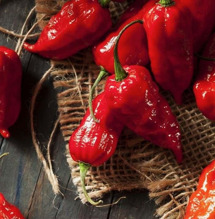 <p>3. BHUT JOLOKİA BİBERİ</p>

<p>SHU: 600.000&ndash;1.041.427&nbsp;</p>

<p><em><strong>Bir d&ouml;nem d&uuml;nyanın en acı biberi olarak Guinness Rekorlar Kitabı'na girdi. Hindistan k&ouml;kenli.</strong></em></p>
