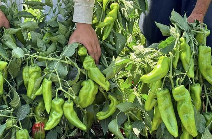 <p>Şanlıurfa'ya &ouml;zg&uuml; bir biber olan isotun acılığı ise Scoville &ouml;l&ccedil;eğine g&ouml;re 30.000-50.000 SHU'dur.&nbsp;</p>
