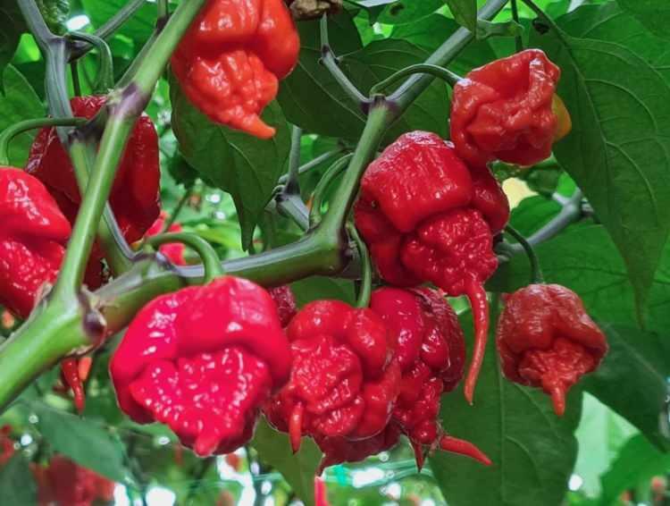 <p>2. CAROLİNA REAPER BİBERİ<br />
SHU: 1.500.000&ndash;2.200.000</p>

<p>Daha sonra&nbsp;uzun bir s&uuml;re d&uuml;nyanın en acı biberi olarak bilinen biber.</p>
