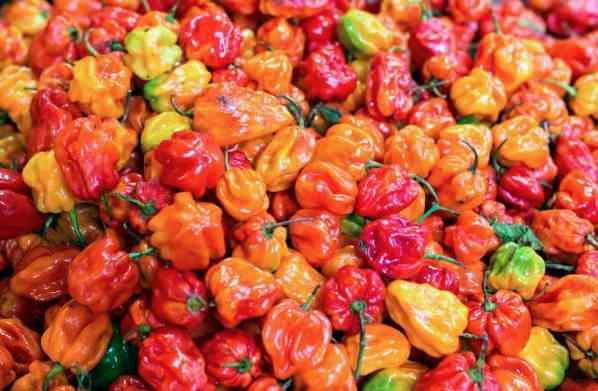 <p>4. HABANERO BİBERİ<br />
SHU: 150.000&ndash;350.000</p>

