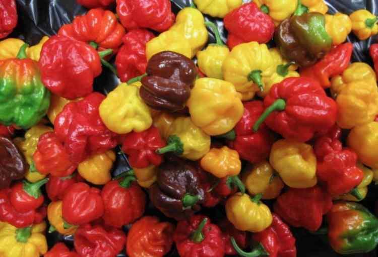<p>5. SCOTCH BONNET BİBERİ<br />
SHU: 150.000&ndash;325.00</p>
