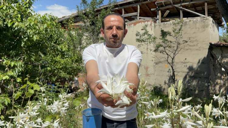 <p>Tokat'ta &uuml;retimi giderek yaygınlaşan ve y&uuml;ksek ekonomik değeriyle dikkat &ccedil;eken akzambak, kozmetikten sağlık &uuml;r&uuml;nlerine kadar bir&ccedil;ok alanda değerlendirilirken &uuml;reticisine de &ouml;nemli gelir kapısı oldu.&nbsp;</p>
