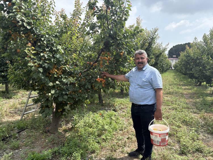 <p>Yaptığımız emeğin ve masrafın karşılığını alıyoruz mutlaka &uuml;reticilerimize tavsiye ederiz diyen &ccedil;ift&ccedil;i Abdurahman Keleş, ş&ouml;yle konuştu:&nbsp;</p>

<p>&nbsp;</p>

<p><strong><em>"Bir ziraat&ccedil;ının tavsiyesiyle bah&ccedil;emize Orange Ruby cinsi kayısı diktik. 7 yaşında ağa&ccedil;larımız, 6 senedir verim alıyoruz. İlk sene y&uuml;zde 25, y&uuml;zde 30 oldu. Şimdi y&uuml;zde y&uuml;ze ulaştı, &ccedil;ok g&uuml;zel, satışı da &ccedil;ok g&uuml;zel. </em></strong></p>

<p>&nbsp;</p>

<p><strong><em>Pazarı da &ccedil;ok g&uuml;zel.Hem toptan hem perakende satış yapabiliyoruz. Herkese tavsiye ederiz. <span style="color:#A52A2A">Tadı, bildiğimiz şekerparenin biraz daha iyisi, Malatya kayısısına yakın bir tadı var.</span> </em></strong></p>

<p>&nbsp;</p>

<p><strong><em>Biraz ekşi, biraz tatlı, g&uuml;zel bir tadı var. Geliri &ccedil;ok iyi. Yani eğer soğuk vurmazsa ya da don olmazsa, kayısıların verimi &ccedil;ok g&uuml;zel. </em></strong></p>

<p>&nbsp;</p>

<p><strong><em>Bakımını yaptıktan sonra hi&ccedil;bir problem yaşanmıyor. Bu sene de olduk&ccedil;a y&uuml;ksek verim var, yağışların iyi gitmesinden dolayı. Yani sıkışmadı ağa&ccedil;lar.</em></strong></p>
