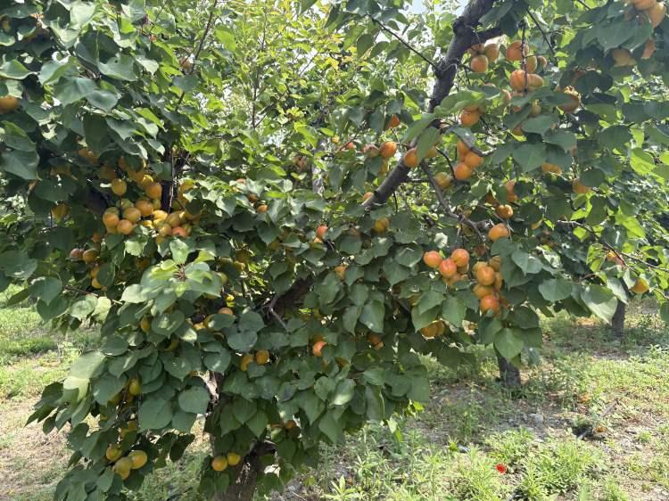 <p>Bug&uuml;n 7 yaşına ulaşan ağa&ccedil;lardan yaklaşık 6 yıldır d&uuml;zenli olarak &uuml;r&uuml;n alınırken, ağa&ccedil; başına<em> <span style="color:#A52A2A"><strong>250 ila 300 kilogram arasında verim elde edildiği &ouml;ğrenildi.&nbsp;</strong></span></em></p>
