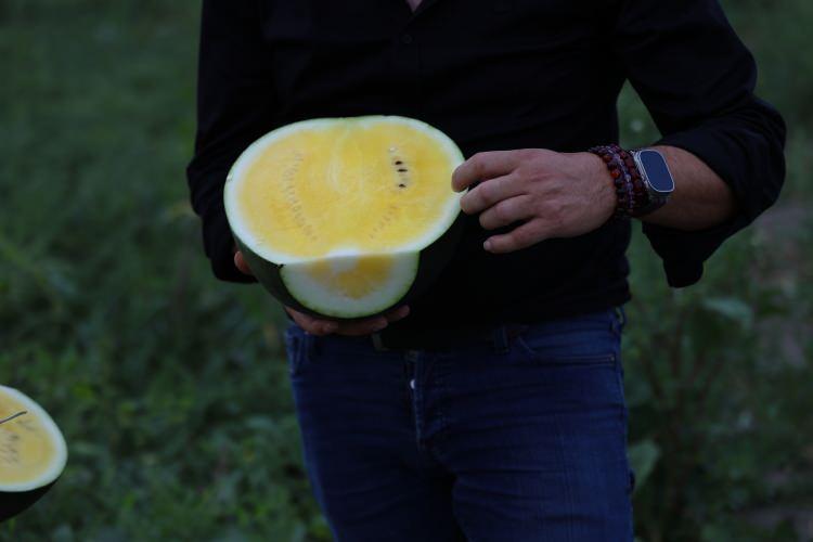 <p>Tarlada, her bir normal karpuzun yanına &uuml;&ccedil; tane Tropical Sunshine adıyla bilinen i&ccedil;i sarı karpuz ekiliyor ve normal karpuz, sarı karpuzları tozluyor.</p>
