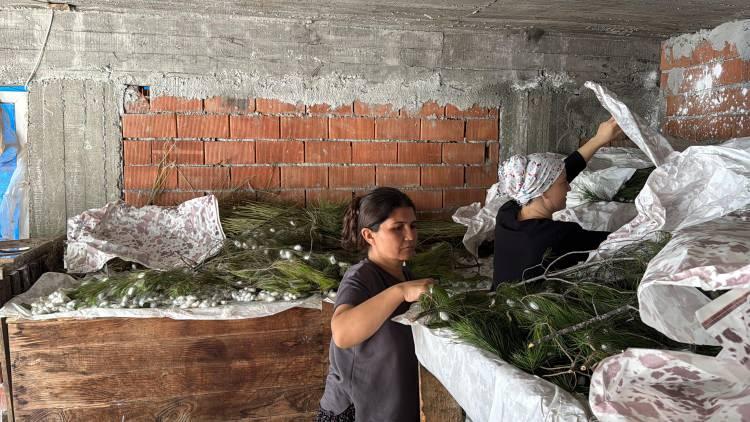 <p>Muğla'nın K&ouml;yceğiz il&ccedil;esinde evlerinin alt katını &uuml;retim alanına d&ouml;n&uuml;şt&uuml;ren Yıldız Sıkkın (33) ile Ayşe Akat (35), ipek b&ouml;cek&ccedil;iliği yaparak aile b&uuml;t&ccedil;elerine katkı sağlıyor<strong><em>.<span style="color:#A52A2A"> İşte paketi 80 bin TL'den kazandıran iş...</span></em></strong></p>
