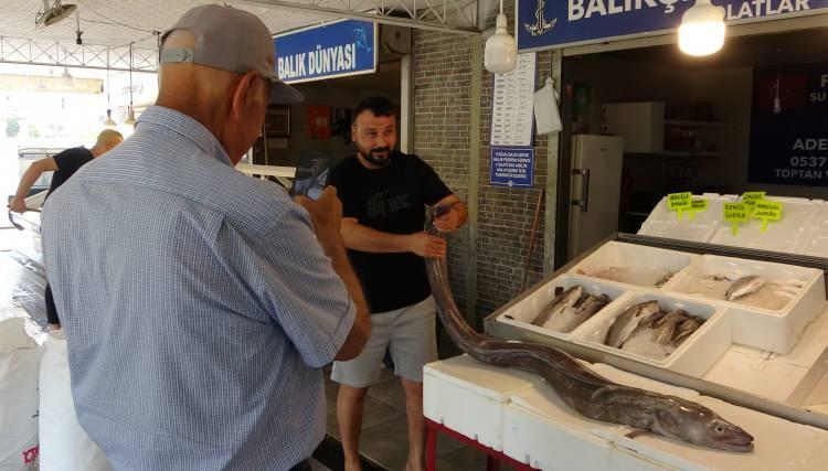 <p>Yılan balığının ilgin&ccedil; yaşam d&ouml;ng&uuml;s&uuml;ne değinen Polat, <strong><em>"Araştırmalarımıza g&ouml;re bu balık Akdeniz'de yaşıyor ancak yumurtlama d&ouml;neminde Atlantik Okyanusu'na kadar giderek yumurtalarını bırakıyor. Daha sonra gelişen yavrular yeniden Akdeniz'e d&ouml;n&uuml;yor. Yaşam d&ouml;ng&uuml;s&uuml;yle olduk&ccedil;a dikkat &ccedil;eken bir balık."</em></strong> ifadelerini kullandı.</p>
