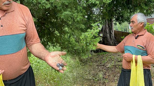 <p>Osmaniye'de yaşayan Halil Ser&ccedil;e (66), yaklaşık 25 yıldır doğadan topladığı andız kozalaklarının &ccedil;ekirdeklerinden tespih ve bileklik &uuml;retiyor. Ser&ccedil;e, koleksiyon &uuml;r&uuml;nlerini <span style="color:#A52A2A"><strong><em>500 TL ila bin 500 TL</em></strong></span> arasında satıyor.</p>
