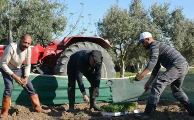 <p><strong>"K&Ouml;Y HAYATINI SEVİYORUM"</strong></p>

<p>K&ouml;y hayatını sevdiğini s&ouml;yleyen klarnet ustası&nbsp;"<strong>Ekim-kasım gibi hasat yapıyoruz. Bah&ccedil;e ile video &ccedil;ekerken ilgileniyorum. Onun haricinde &ccedil;ok ilgilenemiyorum. Bana bakmak da iyi geliyor. Ben k&ouml;y hayatını seviyorum, k&ouml;yl&uuml; hayatı g&uuml;zel"</strong> ifadelerini kullandı.</p>
