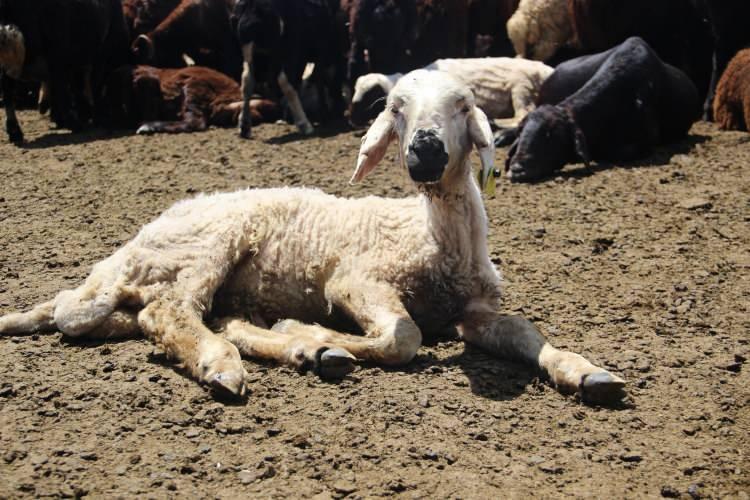 <p>Kuzuların derisinin olduk&ccedil;a ince ve hassas olması nedeniyle yetiştiriciler, hayvanların zarar g&ouml;rmemesi i&ccedil;in b&uuml;y&uuml;k bir dikkatle &ccedil;alışıyor.&nbsp;</p>
