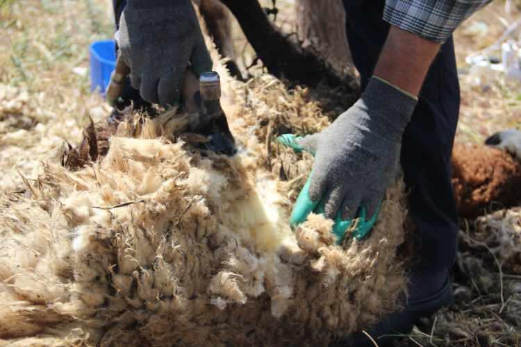 <p>Hayvanların &uuml;ş&uuml;t&uuml;p hastalanmaması i&ccedil;in yağmursuz ve sıcak g&uuml;nler tercih edilirken, kırkım &ouml;ncesinde nefes darlığı yaşamamaları adına kuzular o g&uuml;n a&ccedil; bırakılıyor.</p>

