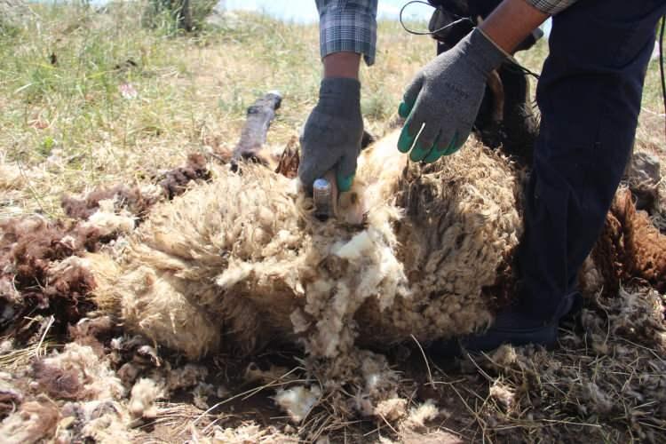 <p>G&uuml;n&uuml;m&uuml;zde ise sentetik dolgu malzemelerinin yaygınlaşmasıyla birlikte kuzu y&uuml;n&uuml;ne olan ilgi her ge&ccedil;en yıl azalıyor.</p>
