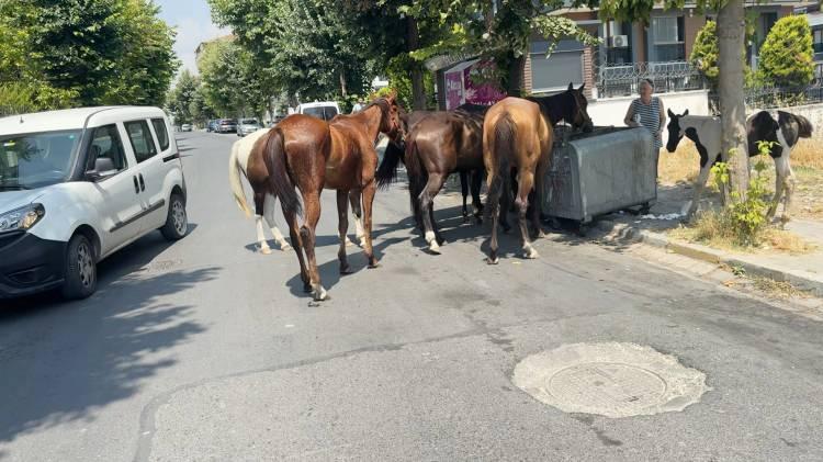 <p>Firuzk&ouml;y Mahallesi&rsquo;nde cadde ve sokaklarda g&uuml;n boyu dolaşan, boş alanlardaki kuru otlarla beslenen atları g&ouml;renler şaşkınlık yaşıyor.</p>
