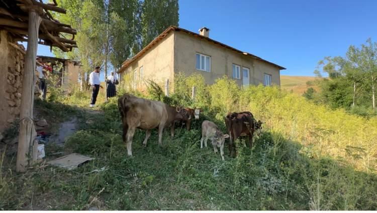 <p><span style="color:#A52A2A"><strong>2 İNEK VE İKİ BUZAĞI HEDİY EDİLDİ&nbsp;</strong></span></p>

<p>&nbsp;</p>

<p>Dernek Başkanı Onur Akman, k&ouml;y&uuml; ziyaret ederek, <span style="color:#A52A2A"><strong><em>aileye 2 inek ve 2 buzağı teslim etti.</em></strong></span></p>
