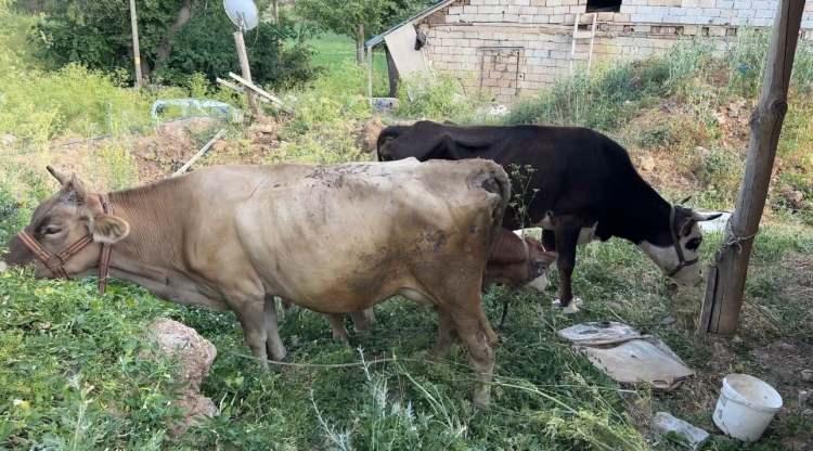 <p>Yeni hayvanlarına kavuşmanın mutluluğunu yaşayan<span style="color:#A52A2A"><strong> 7 &ccedil;ocuk annesi Ayni &Ouml;zbek ise,</strong></span> dernek yetkililerine ve sesini duyuran basına teşekk&uuml;r ederek, şunları s&ouml;yledi:&nbsp; &nbsp;</p>
